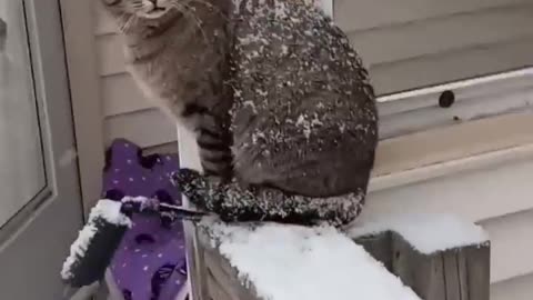 CAT GET COVERED WITH SNOW