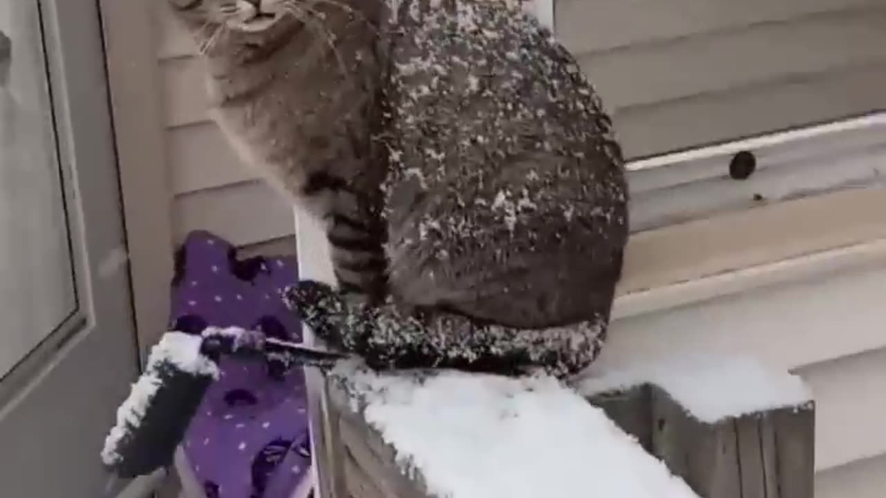 CAT GET COVERED WITH SNOW