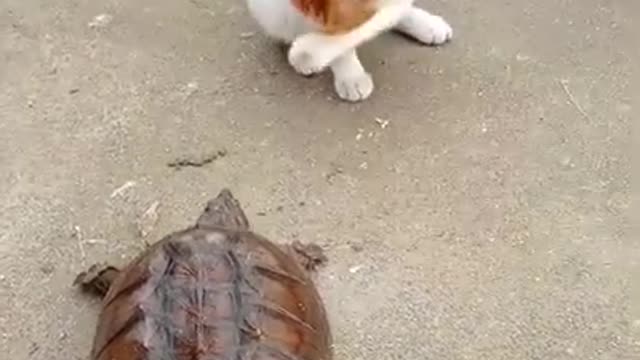 FUNNY PET