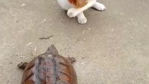 FUNNY PET