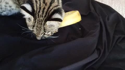 Geoffrey's cat loves banana peels