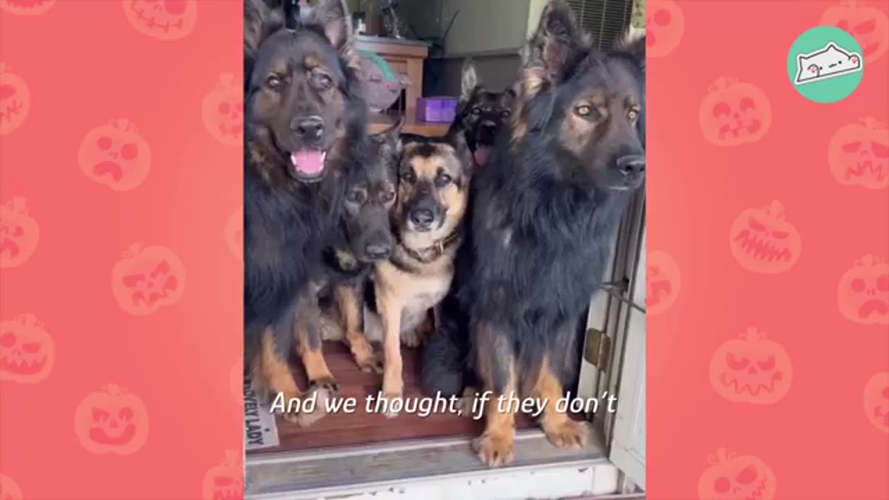 Huge German Shepherds Think Tiny Baby Is Their Puppy | Cuddle Buddies