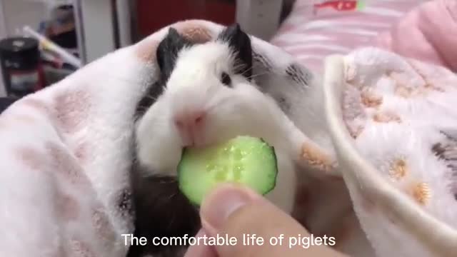 Warm Dining Moment of Piggy and Mouse