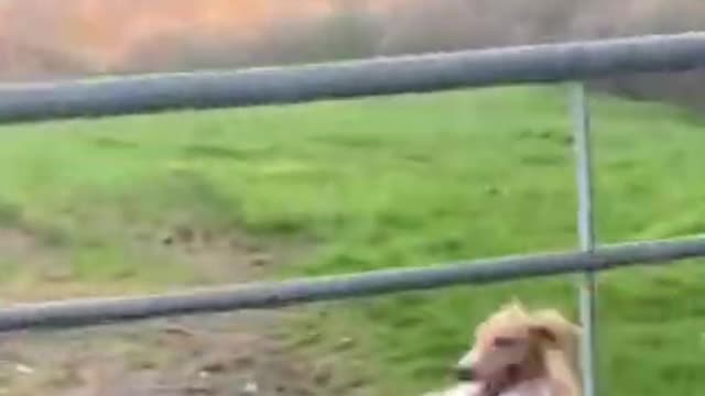 Dogs jumping through fences funny cute video