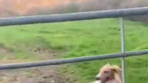 Dogs jumping through fences funny cute video