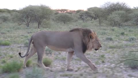 Male lion walking in the bush of Central Kalahari Game Reserve, Botswana