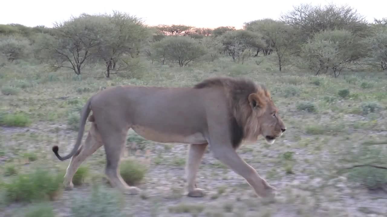 Male lion walking in the bush of Central Kalahari Game Reserve, Botswana