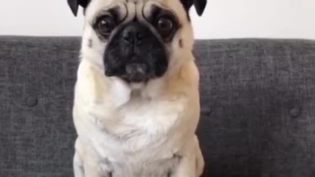 344_Cute and Funny Dogs Videos Compilation 2021_#shorts