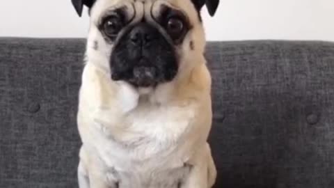 344_Cute and Funny Dogs Videos Compilation 2021_#shorts