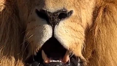 Lion animal king looking so danger