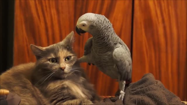 Cat & Parrot Funny