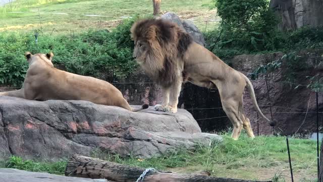 Tiger and lion in Osaka zoo, Japan