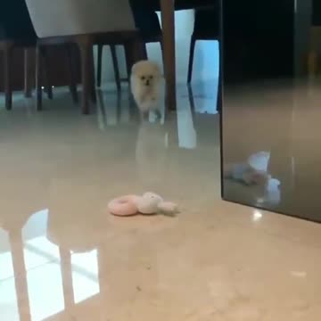 Lovely little dog playing with its owner at home and jumping out of the game. Fun too