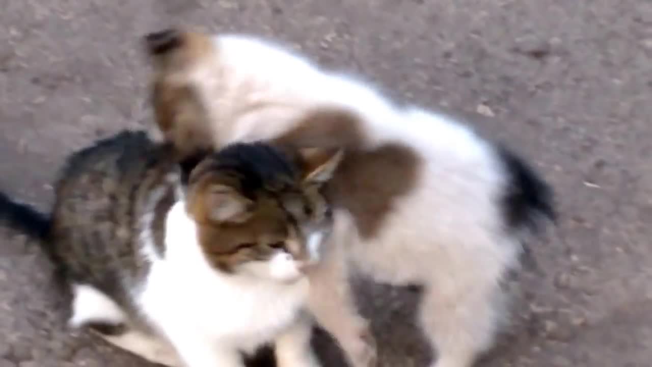 Puppy love cat so that they are best friends.