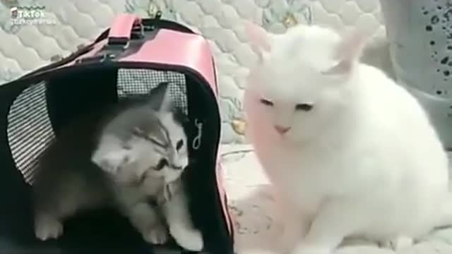 Funny cat fight watch this video very funny