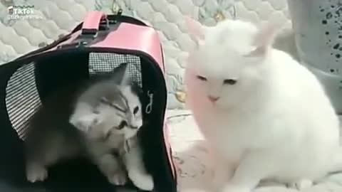 Funny cat fight watch this video very funny