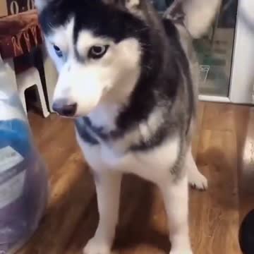 Cachorro dando a patinha coisa mais linda