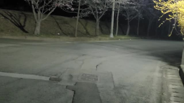 Night scenery, Cherry and forsythia bloomed. Spring has come