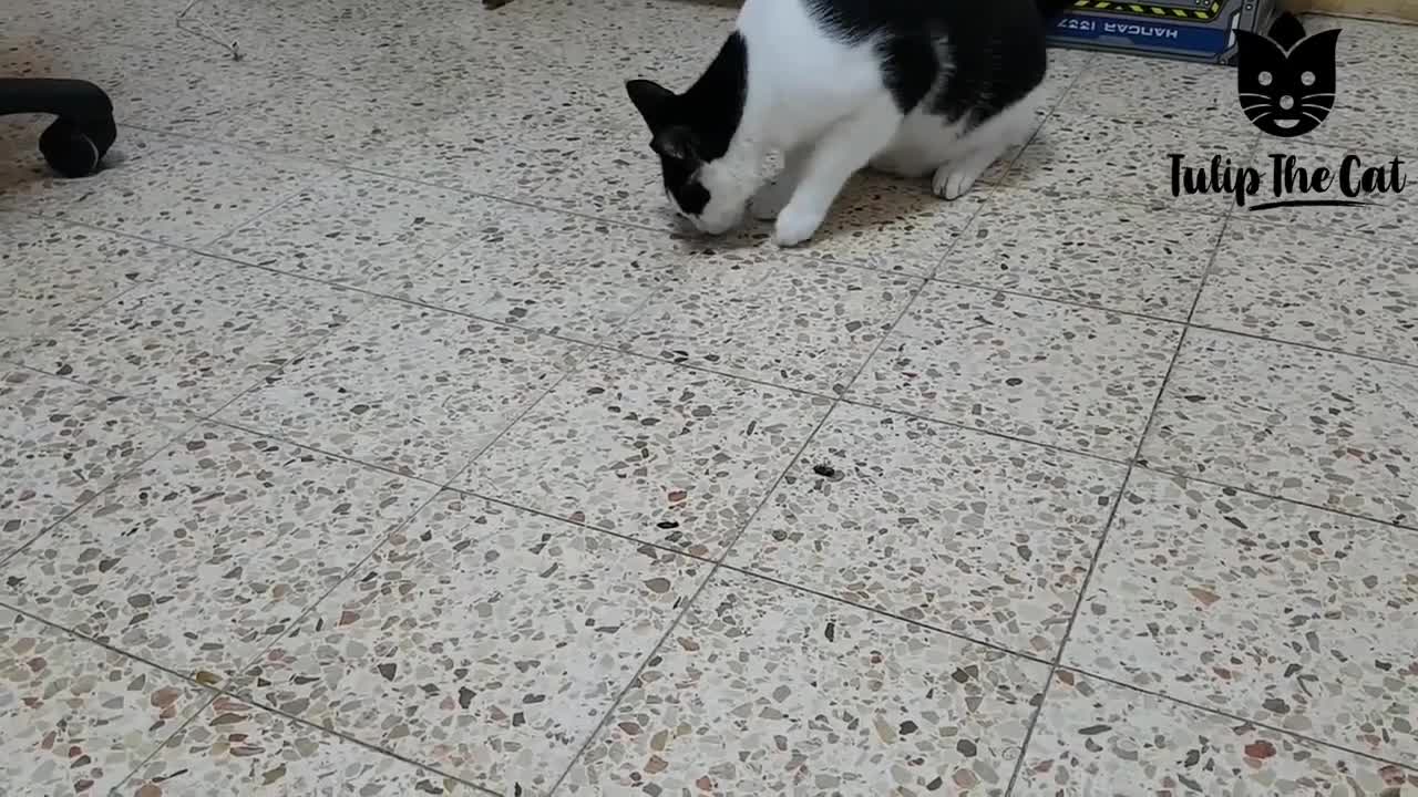 Cat Catches A Huge Fly and Tries to Eat It