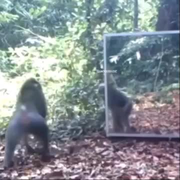 rumble haaaaahahahahahahaha this is very funny