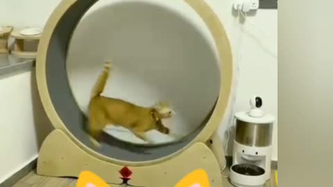 catstylog