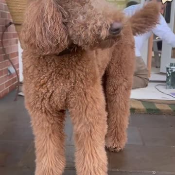 Getting the poodles in the Christmas spirit…