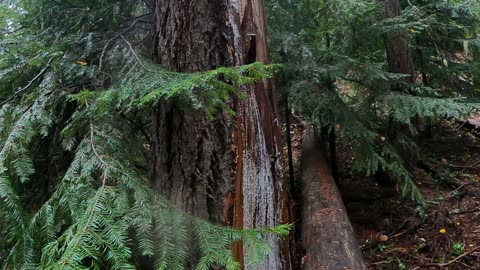 North Fork Taneum to Fishhook Flat Trail, WA