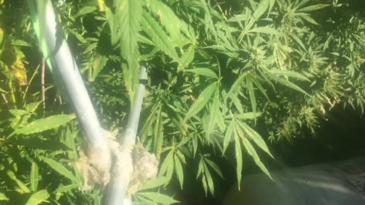 Tuesday feel me the anger f*cking some beaches over my dead body p 3 Derek Hunter Rumble