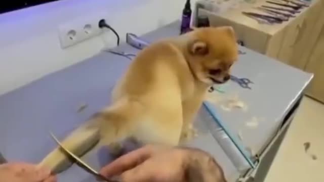 New style dog tail hair cutting Cute video🐕 #shorts video🐕