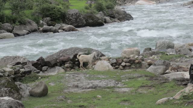 Best Relaxing River video