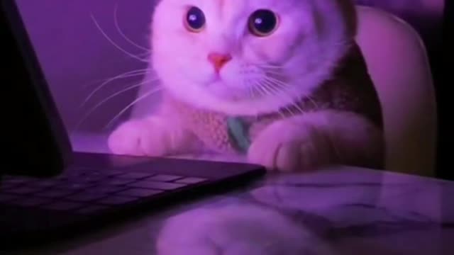 Funny cat compilation 😹