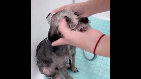 Cute and Funny Cat Dog