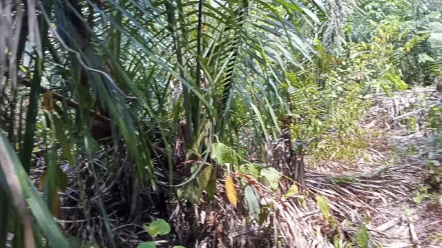 Naturalmente brazil