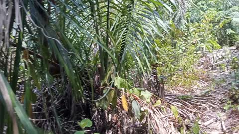 Naturalmente brazil