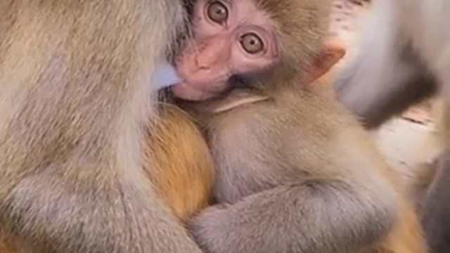 Lovely and Funny Monkey 💚 - Videos Compilation |Life Anything|