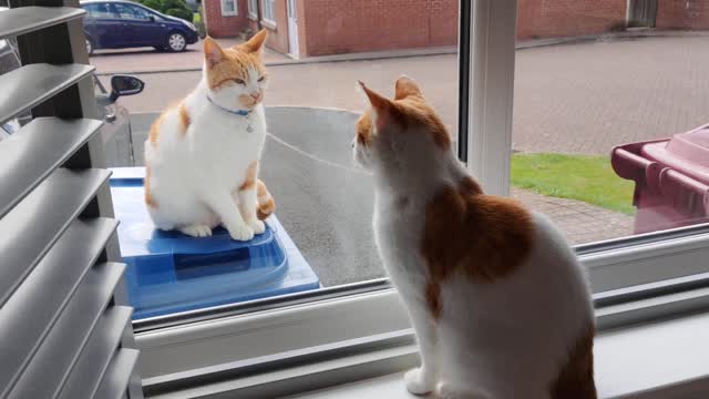 Intruder Cat Hisses At My Cat 2