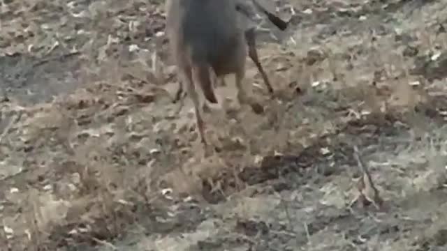 Kansas Hunting