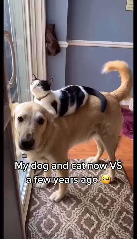 Cats are playing with dogs