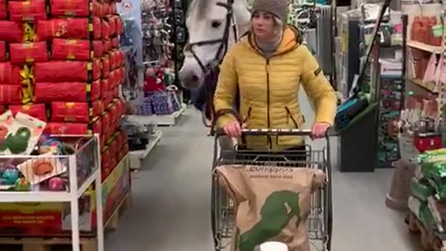 Horse Helps Owner Buy Her Groceries