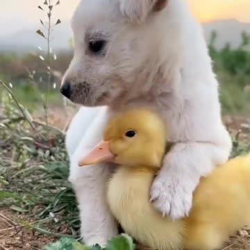Duck song with Funny Dog