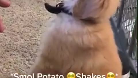 Shake Shake Puppy