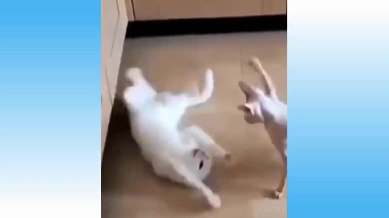 Funny fighting cats