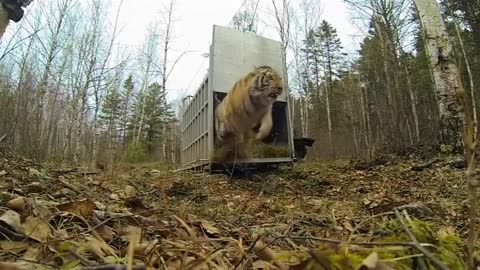Tiger release