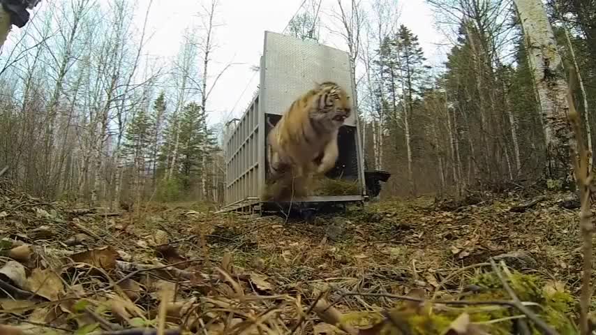 Tiger release