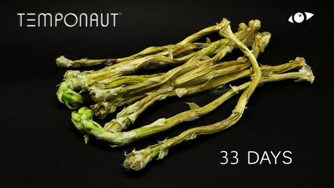 Asparagus Timelapse