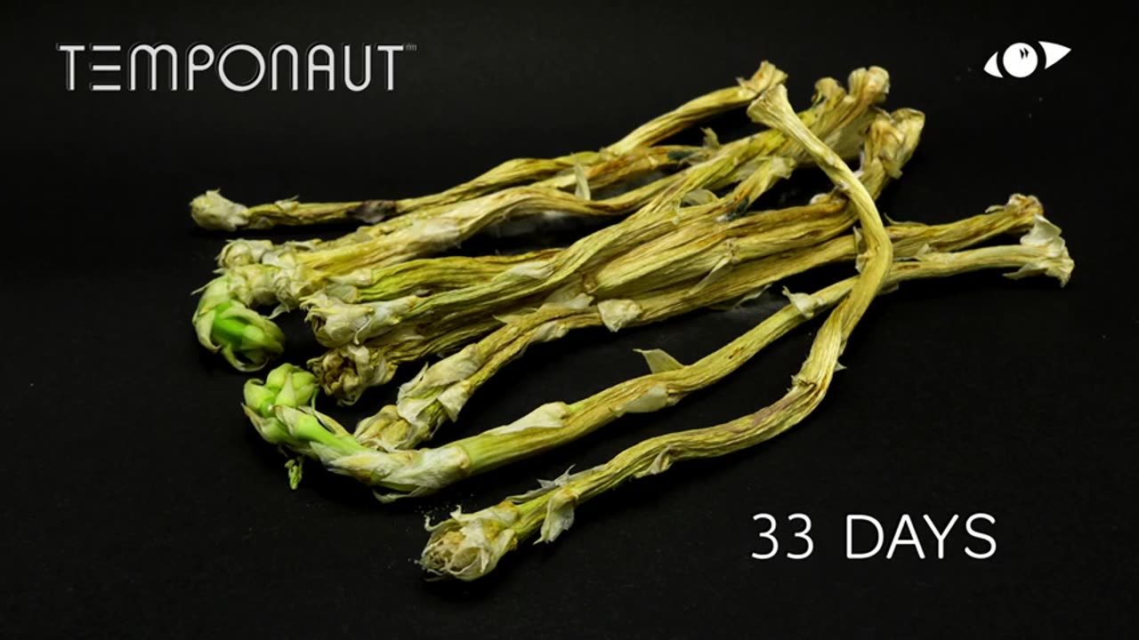 Asparagus Timelapse