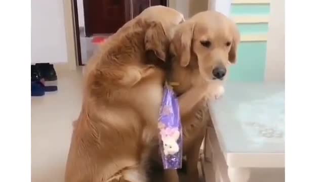 Cute dogs loving video