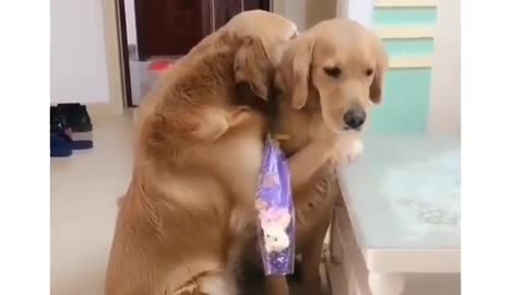 Cute dogs loving video