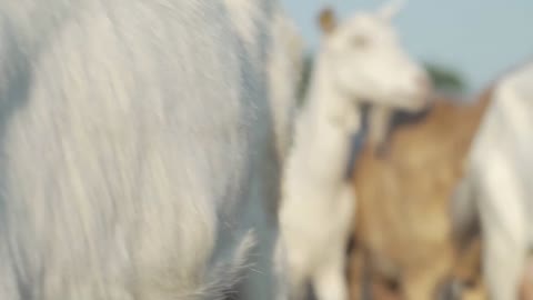 Herd of goats on nature pasture. Wildlife and ecology