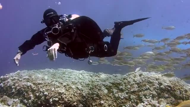 Diving with some fish is very fun